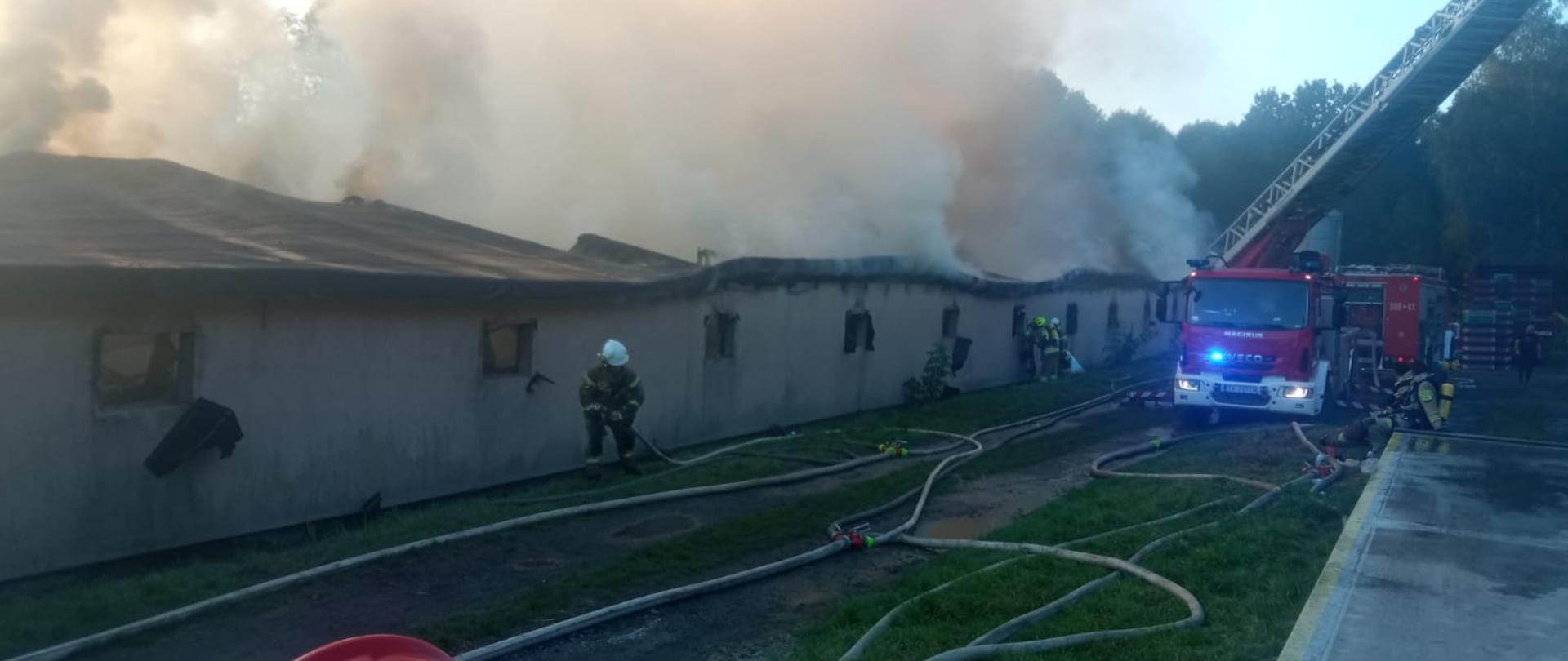 Zdjęcie przedstawia teren akcji. Po lewej kurnik nad którym unosi się gęsty dym i para wodna z podawanej wody. Przed budynkiem widać sieć węży gaśniczych rozciągniętych na ziemi, a po prawej stoi samochód-drabina mechaniczna. Widać także strażaków działających na terenie.