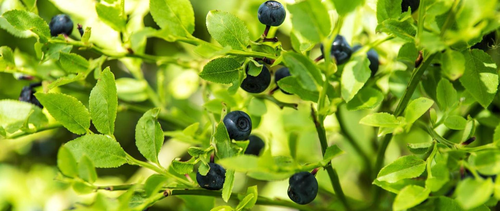 Na jagody... Uwaga, bąblowica!