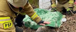 Strażacy uratowali sarnę - sarna okryta filią życia i kocem przed utrata ciepła,. strażacy ubrani w ubrania specjalne koloru pisakowego przytrzymują rękoma sarnę .