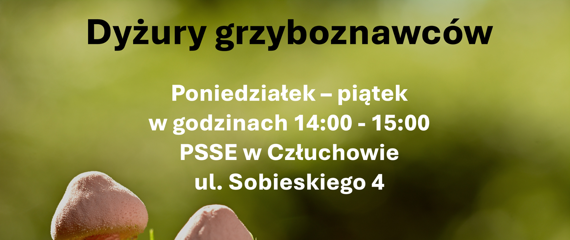 Dyżury_grzyboznawców