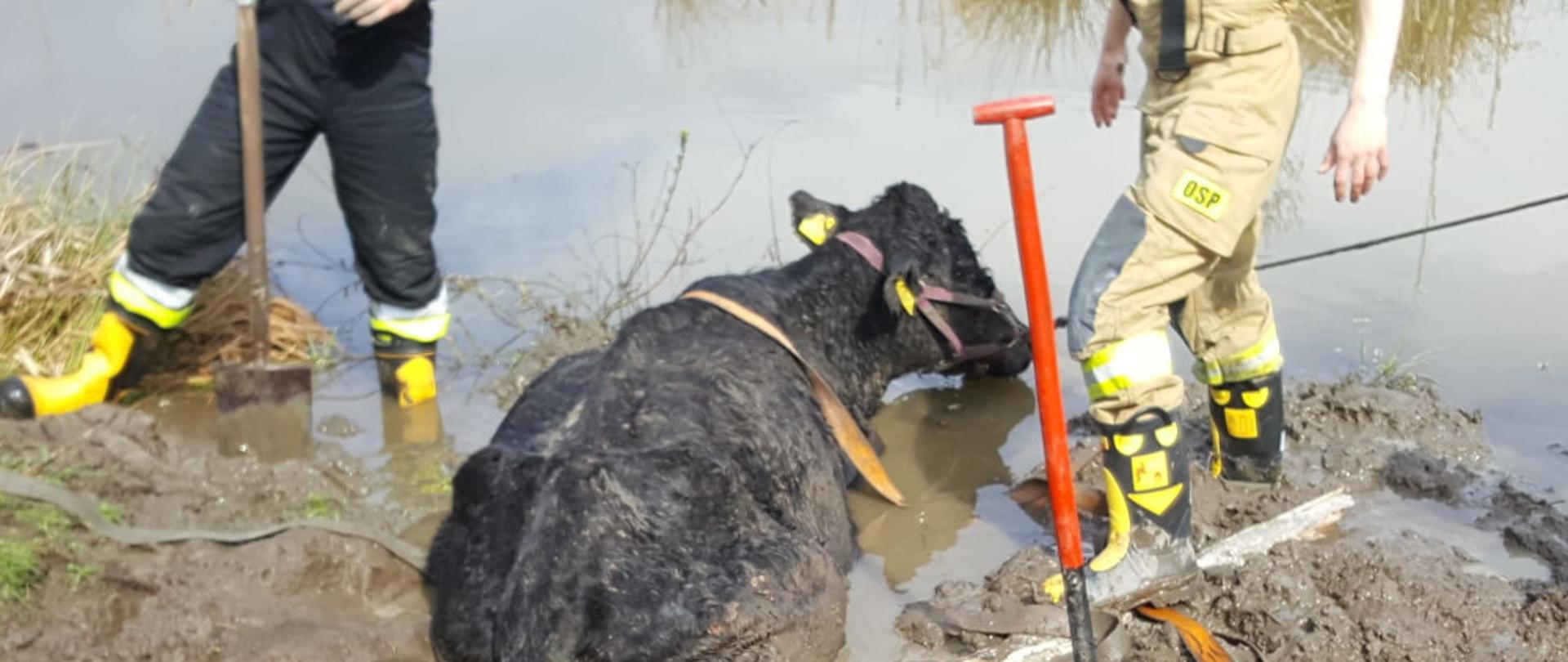 Wydobycie krowy ze stawu – miejscowość Przybkówko