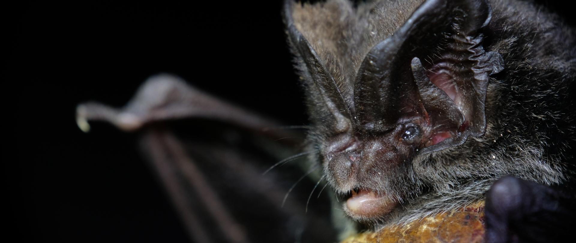 Barbastella barbastellus