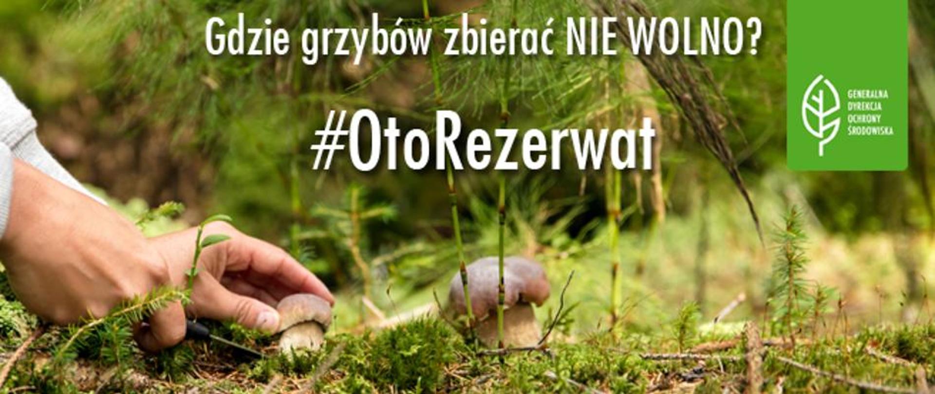 Na pierwszym planie widać grzyby rosnące w lesie. W centralnej części zdjęcia znajduje się napis: Gdzie grzybów zbierać nie wolno? #OtoRezerwat. W prawym górnym rogu jest logo Generalnej Dyrekcji Ochrony Środowiska.