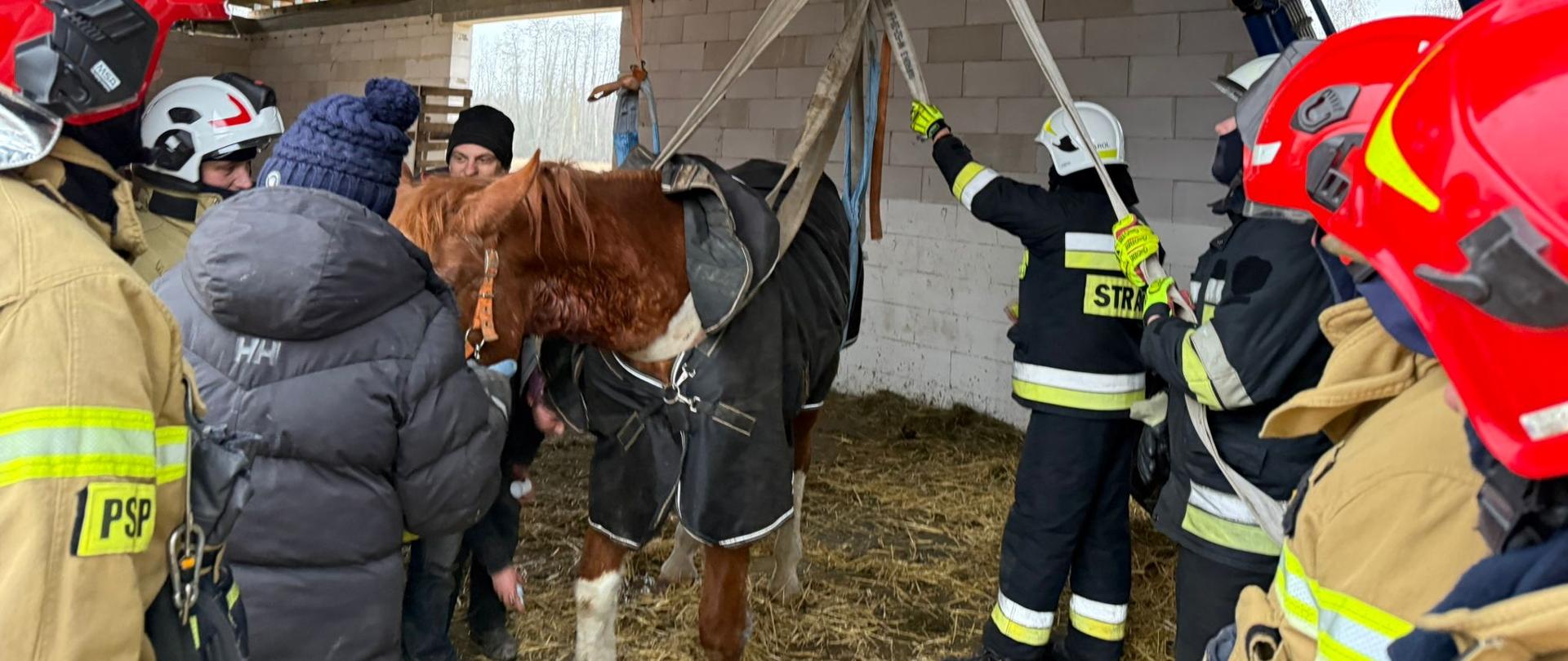 na szelkach zaczepionych do góry stoi ko obok strażacy 