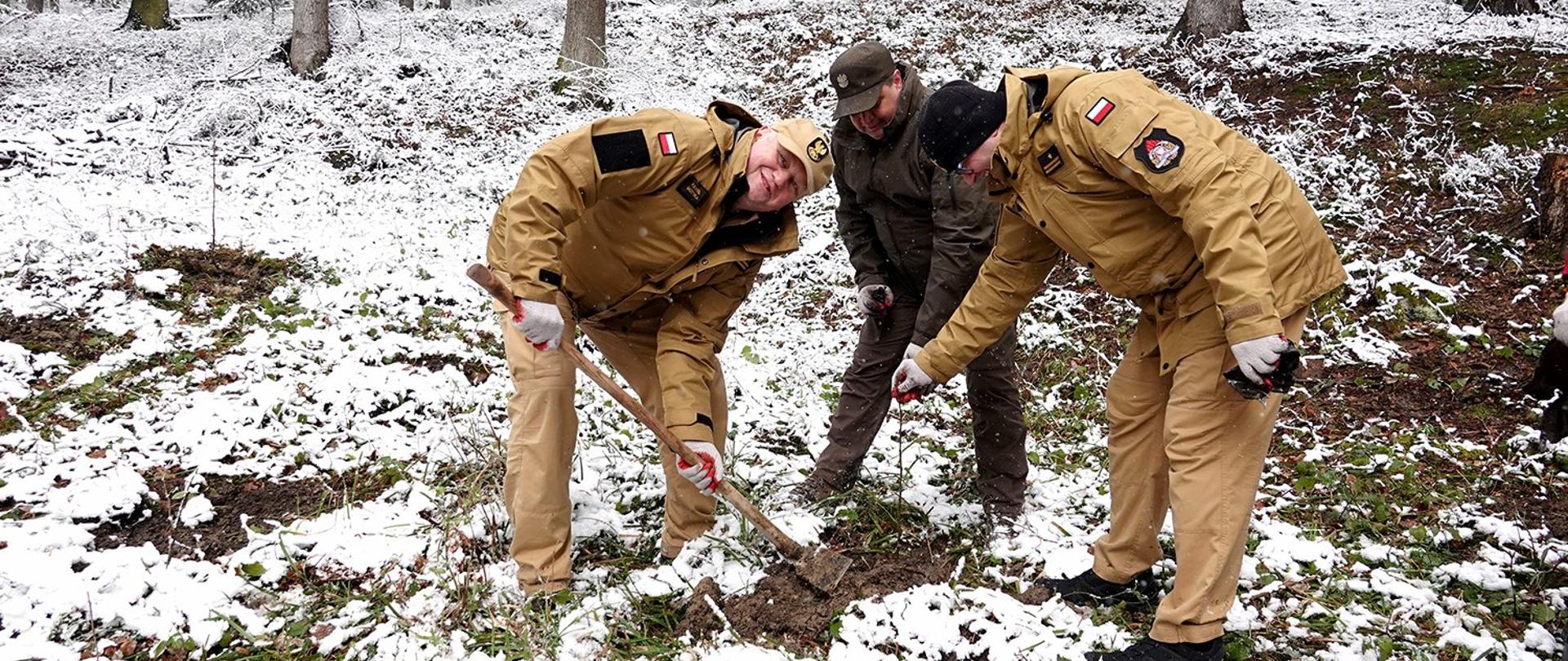 Komendant i zastępca z nadleśniczym sadzą drzewo