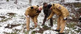 Komendant i zastępca wraz z Nadleśniczym sadzą drzewo