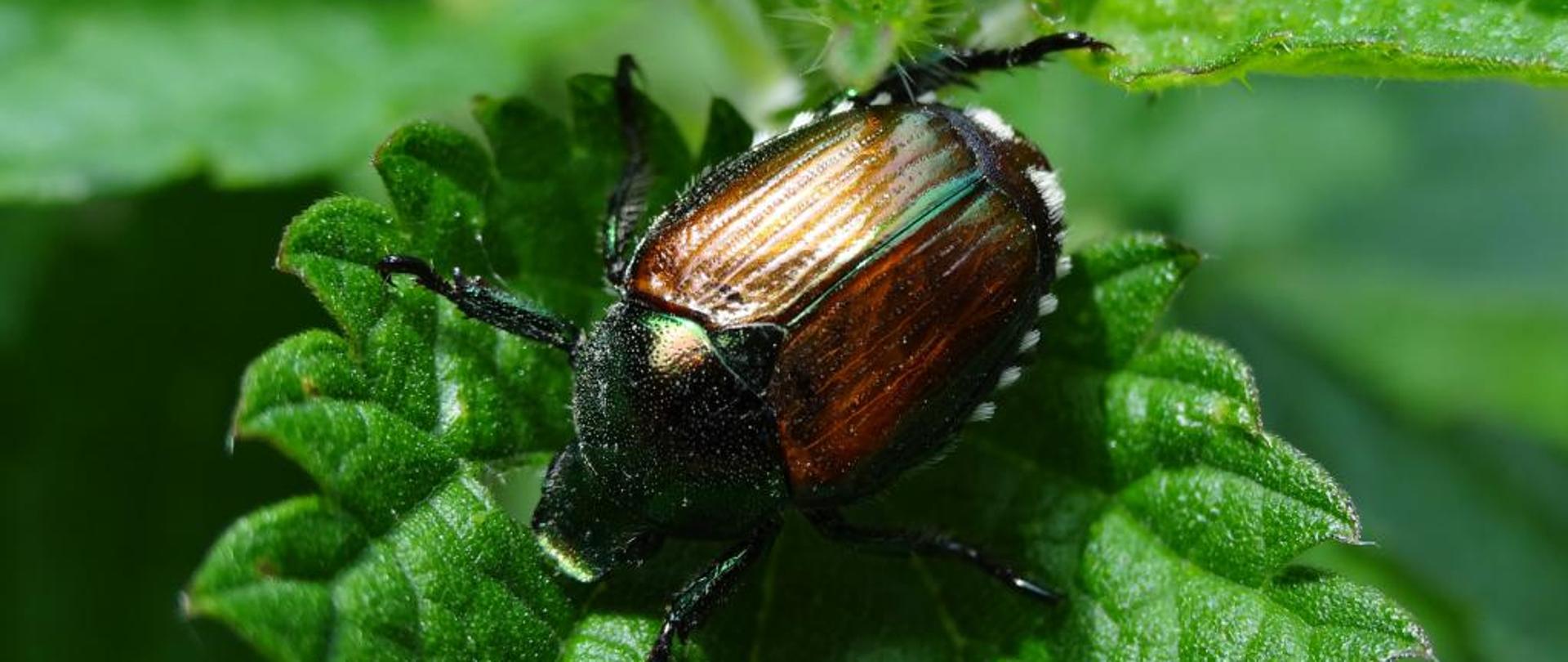 Na zdjęciu widać w powiększeniu chrząszcza w opalizującym brązowo-zielonkawym kolorze. Owad siedzi na zielonym liściu pokrzywy.