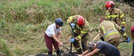 Strażacy oraz właściciele starają się odkopać konia z bagna przy użyciu łopat