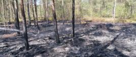 widoczna spalona sciółka w lesie