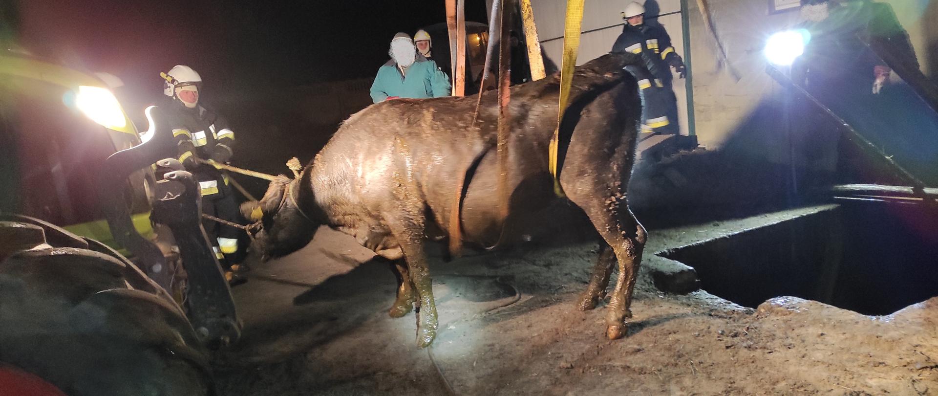 Zdjęcie przedstawia wyciągniętego byka z szamba przy pomocy zawiesi i tura. Ponadto na zdjęciu widać strażaków.
