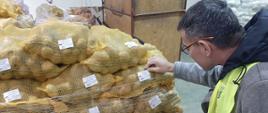 Inspektor WIORiN przeprowadza kontrolę wizualną przygotowanych na eksport ziemniaków, zwracając szczególną uwagę na prawidłowe oznakowanie worków. Ułożone na palecie opakowania jednostkowe posiadają naklejkę, na której znajdują się szczegółowe informacje dotyczące eksportowanych ziemniaków