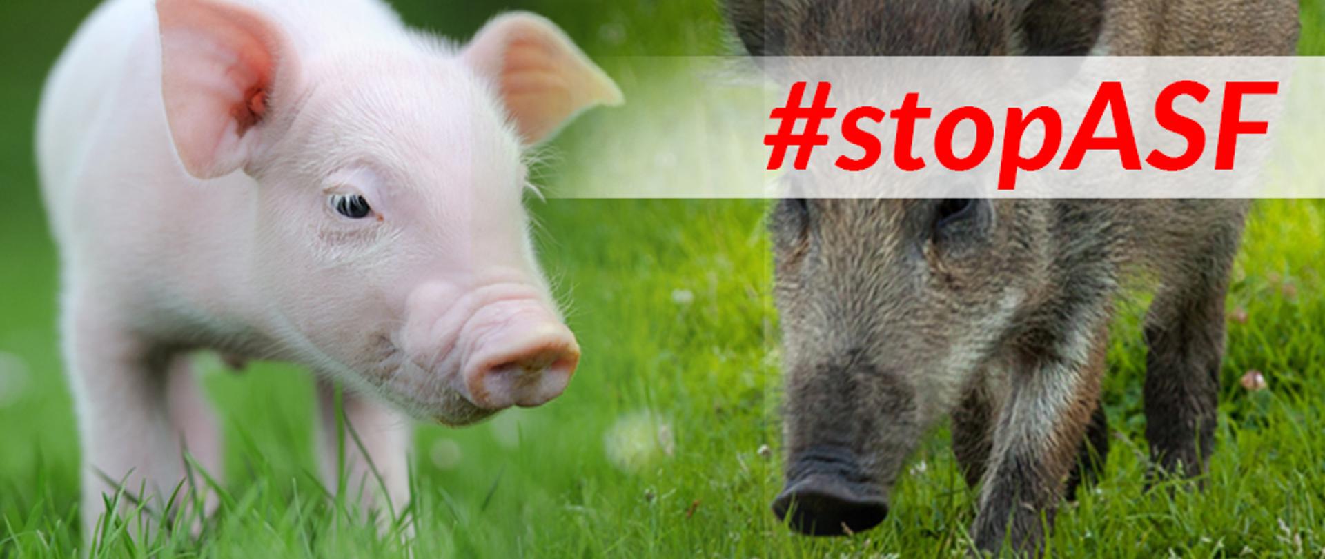 Stop ASF
