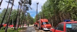 Na pierwszym panie znajdują się samochody strażackie, zaparkowane wzdłuż leśnej drogi, które biorą udział w ćwiczeniach. Na drugim planie znajdują się pozostałe samochody oraz przyczepy.