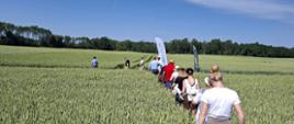 grupa ludzi idzie, po obu jej stronach łany zbóż