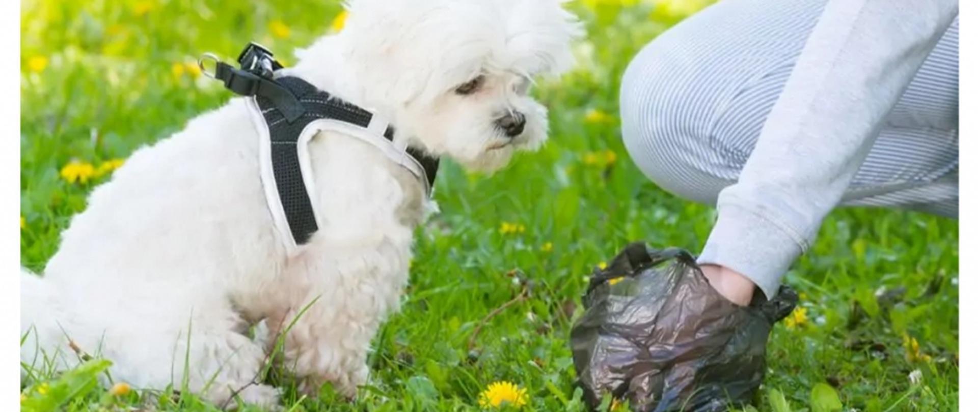 Sprzątaj po swoim psie