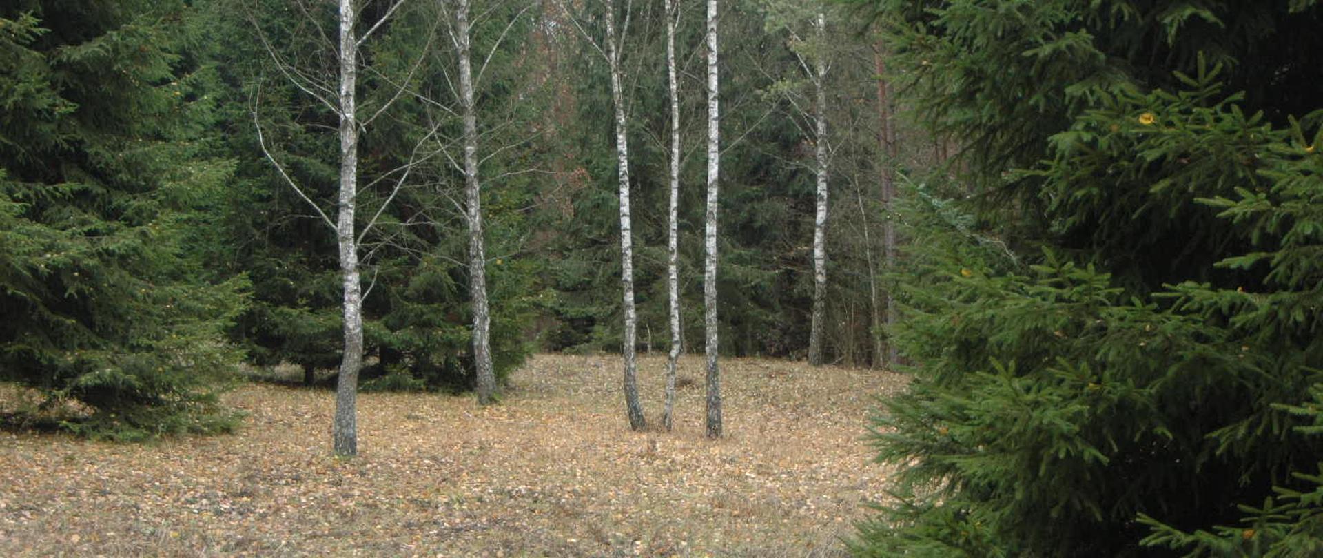 Fragment polany i pojedyncze drzewa - świerki i brzozy