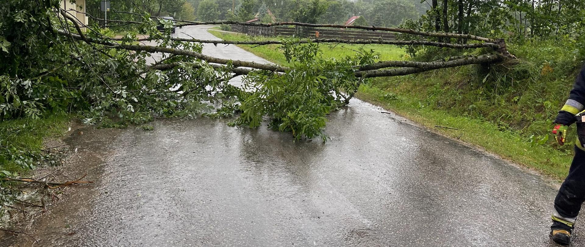 Zdjęcie obrazuje powalone drzewo na drogę