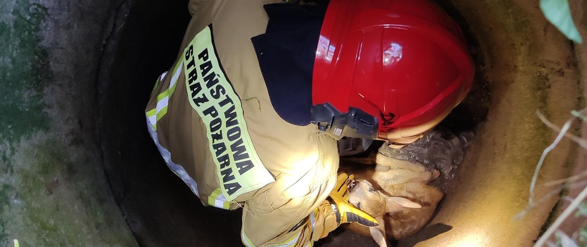 Zdjęcie obrazuje strażaka w studzience ratującego sarnę