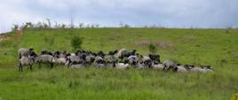 w centralnej części zdjęcia wypełniającej niemal cały kadr, stado kilkudziesięciu owiec wrzosówek pasące się na zielonych murawach.