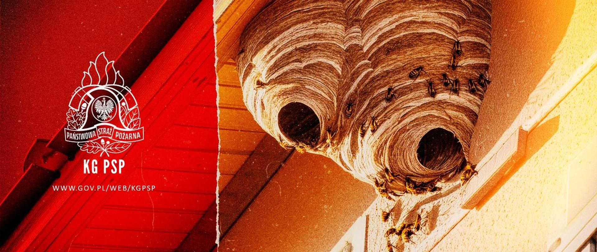 Na zdjęciu znajduje się kokon os oraz logo PSP