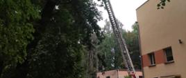widoczne miejsce zdarzenia, pochylone drzewo oraz drabina mechaniczna podczas usuwania drzewa.