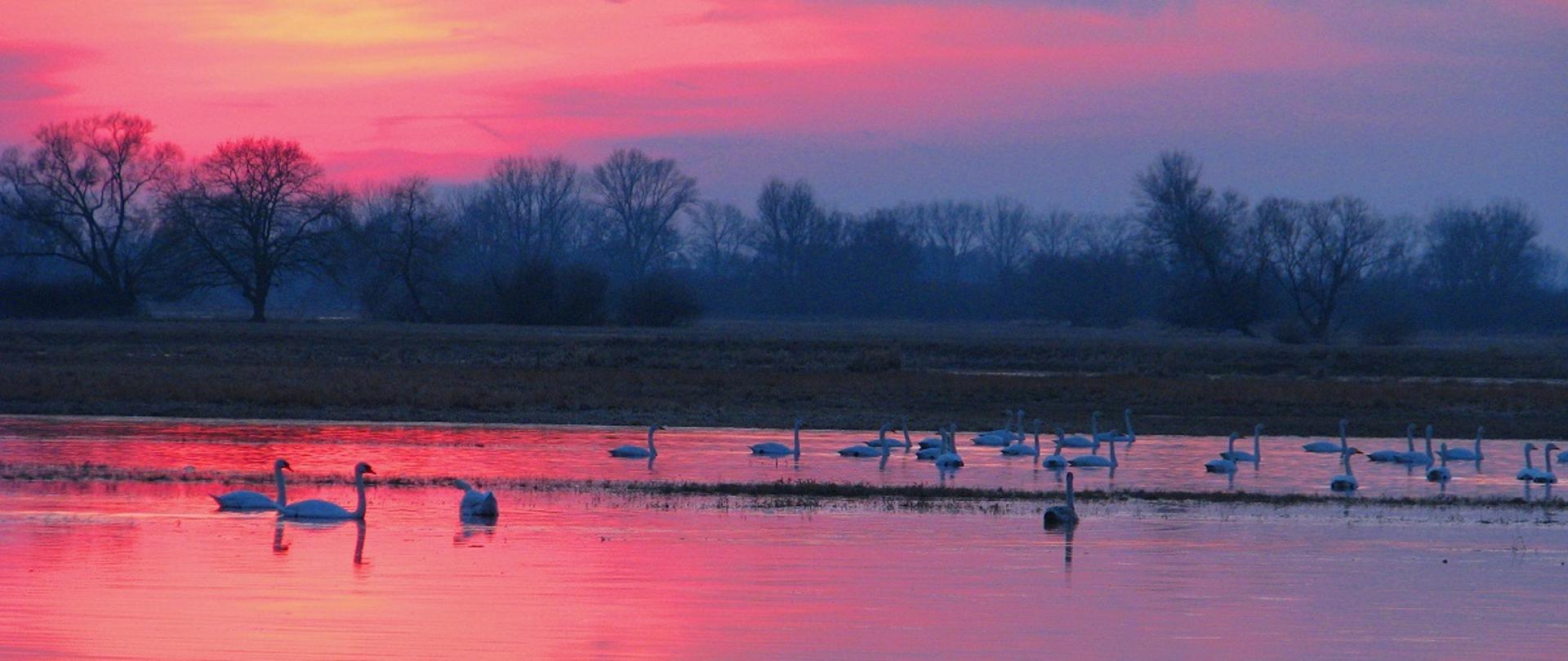 Krajobraz z zachodzącym słońcem w kolorze różowym. W tle drzewa. Po wodzie pływają białe ptaki (łabędzie).
