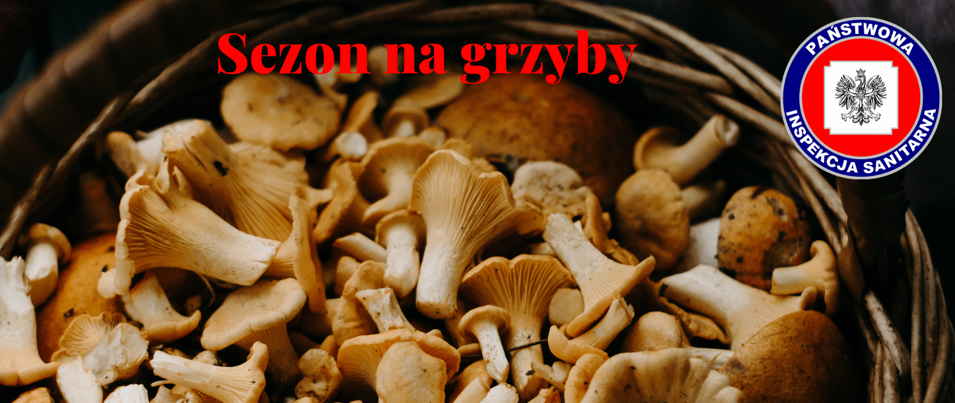 Sezon na grzyby - jak przygotować się na grzybobranie ?