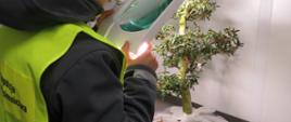 WIORiN Gdańsk – graniczna kontrolo fitosanitarna roślin Bonsai