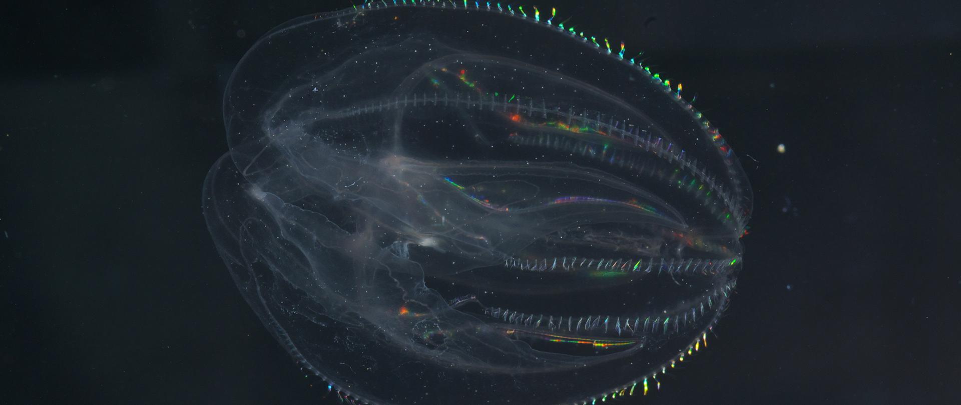 Na czarny tle półprzeźroczysta Mnemiopsis leidyi z opalizującymi brzegami ciała. 