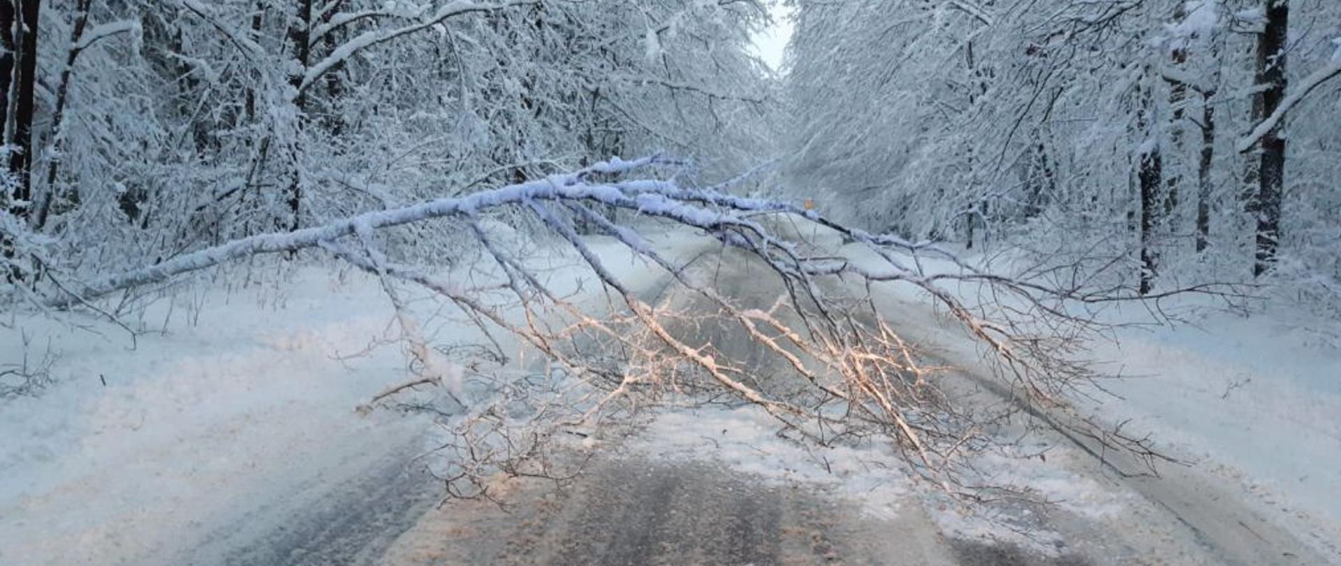 Widoczne powalone drzewo na zaśnieżonej drodze blokujące przejazd