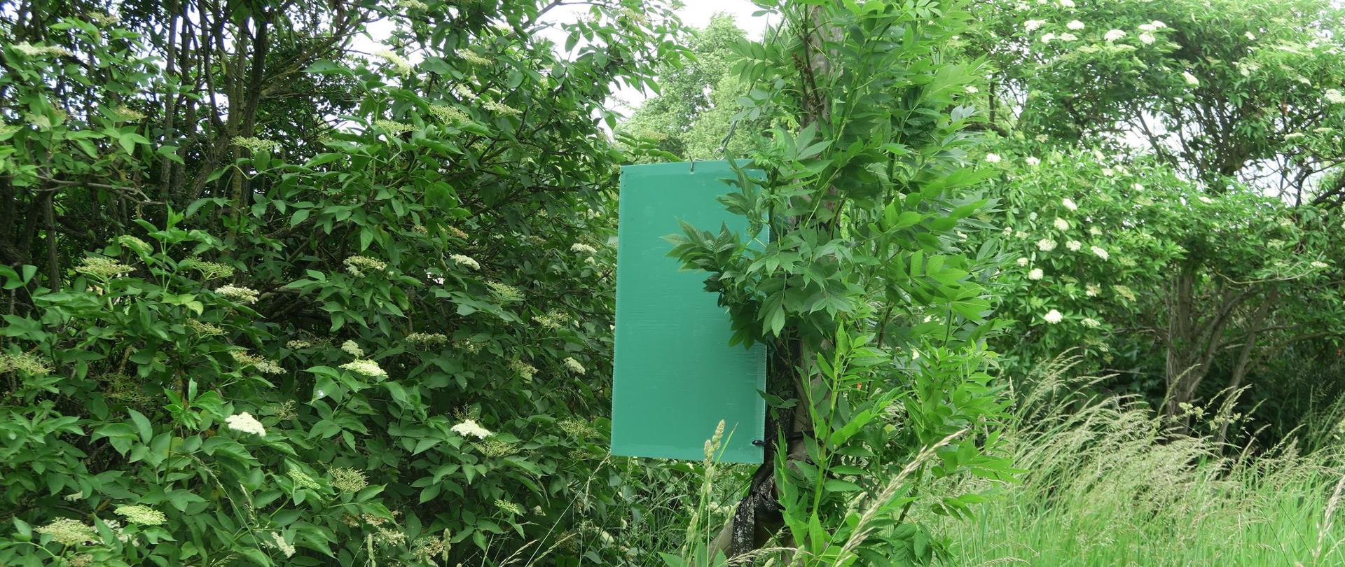 zielona pułapka sporych rozmiarów zainstalowana na jesionie