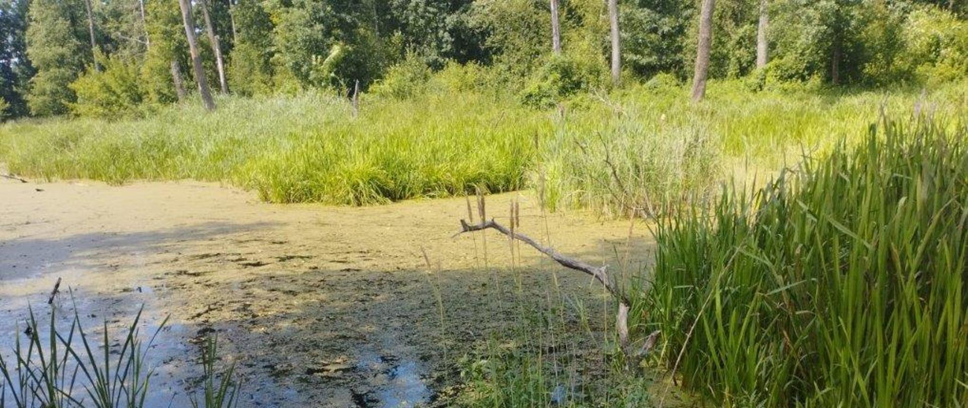 Rezerwat przyrody "Zakrzów"