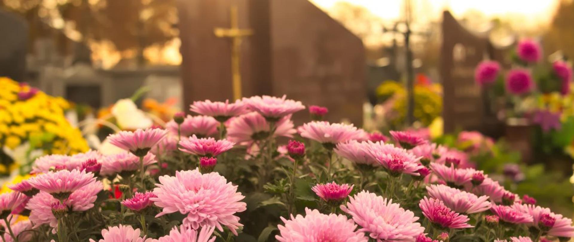 Chryzantemy różowe i żółte na tle krzyża nagobnego