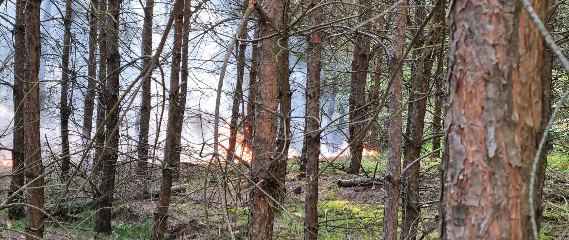Widać pożar w lesie