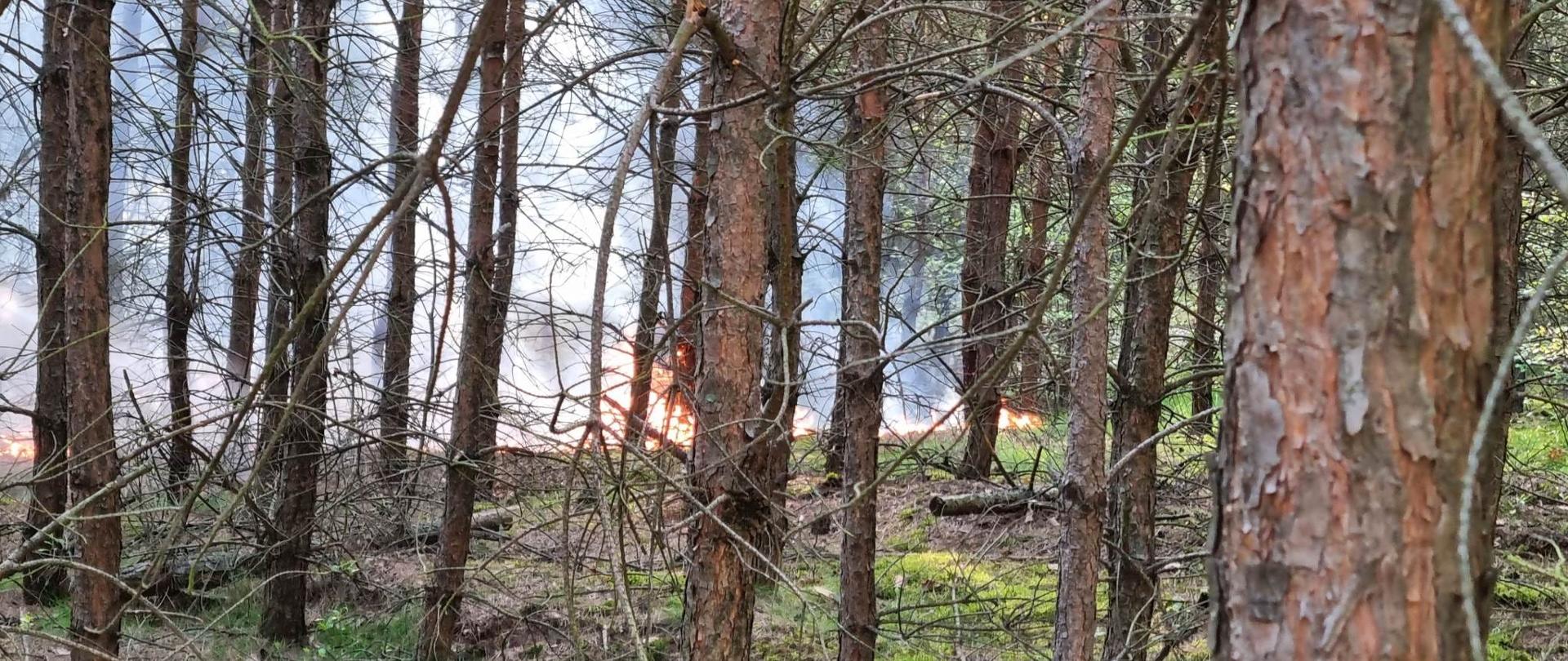 Widać pożar w lesie