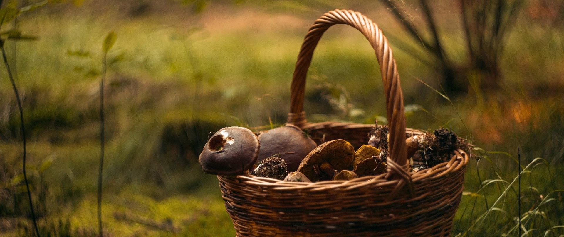 Grafika przedstawia wiklinowy kosz pełen grzybów