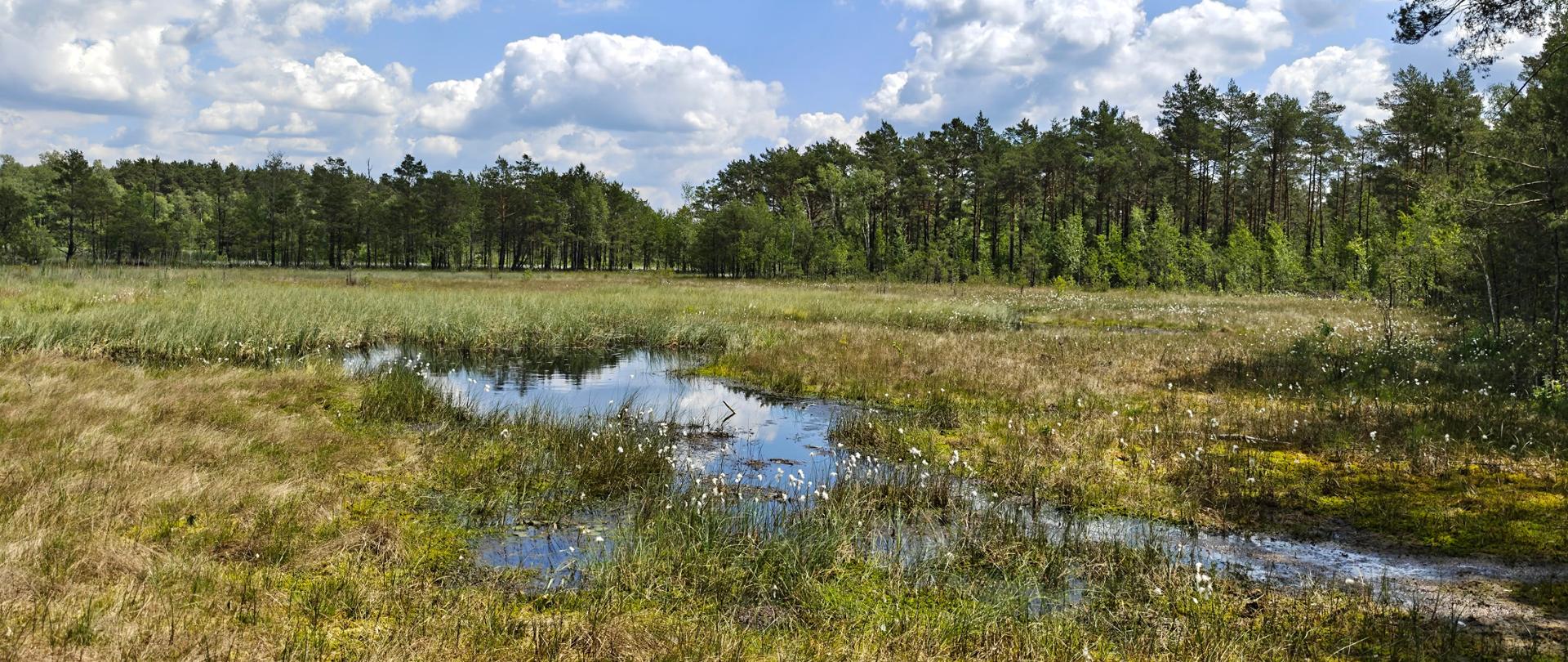 Widok na śródleśne torfowisko. Na pierwszym planie znajduje się niewielkie oczko wodne otoczone roślinnością bagienną, trawami i mchami. W wodzie odbijają się chmury widoczne na niebie. Scena przedstawia naturalny ekosystem mokradłowy o wysokich walorach przyrodniczych, zachowany w otoczeniu lasu.
