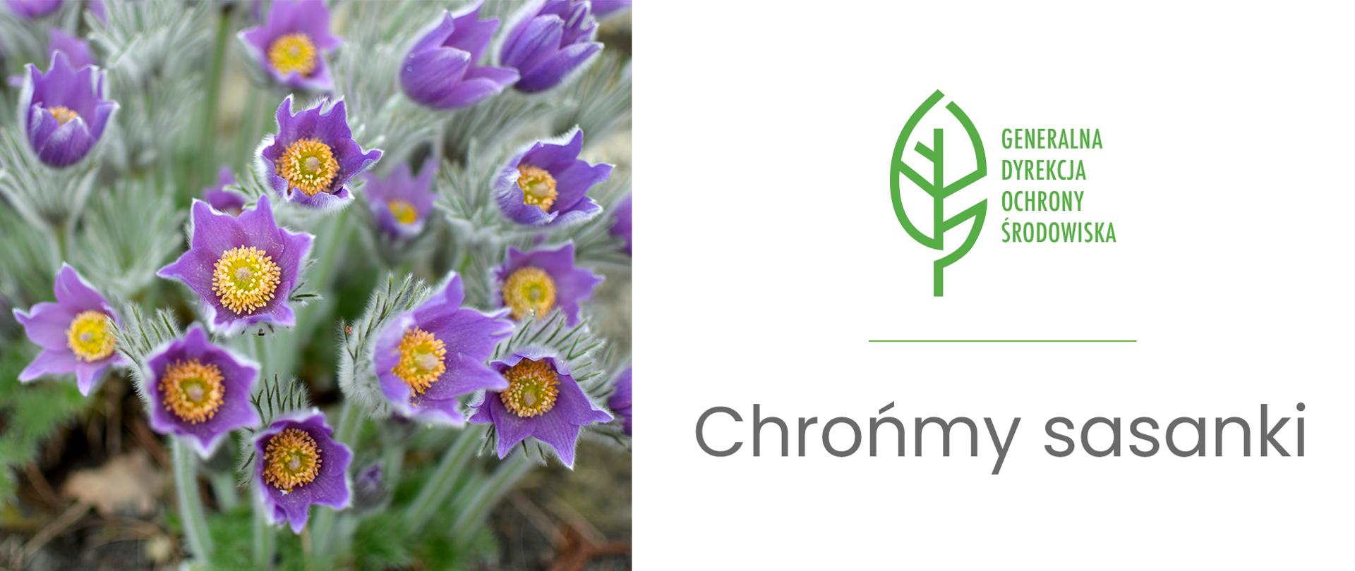 Po lewej stronie kępa roślin o filetowych kwiatach i zielonych łodygach (sasanki). Po prawej logo Generalnej Dyrekcji Ochrony Środowiska (zielony liść) oraz napis: Chrońmy sasanki. 
