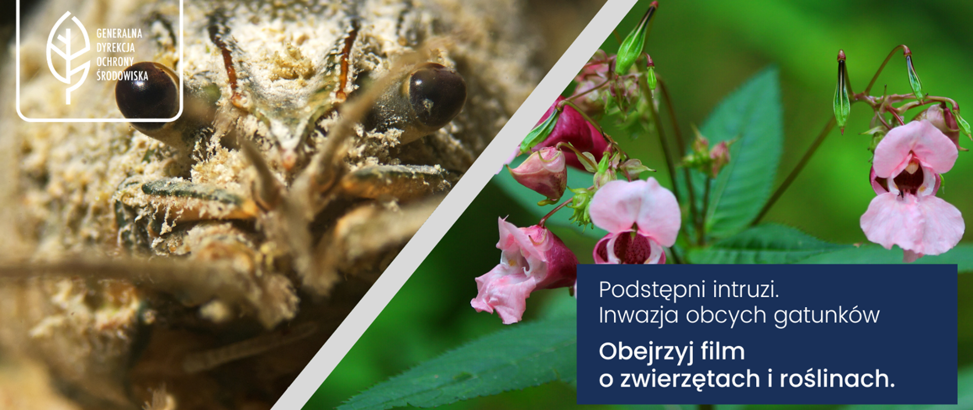 Grafika podzielona na pół. Na jednej części zbliżenie na oczy zwierzęcia - rak amerykański. Na pierwszym planie duże, brązowe oczy. Na drugiej części zbliżenie na roślinę (niecierpek gruczołowaty), widać różowe kwiaty, zielone liście i łodygę. W lewym górnym rogu logo Generalnej Dyrekcji Ochrony Środowiska (biały liść), w prawym dolnym rogu napis: Podstępni intruzi. Inwazja gatunków obcych. Obejrzyj film o zwierzętach i roślinach