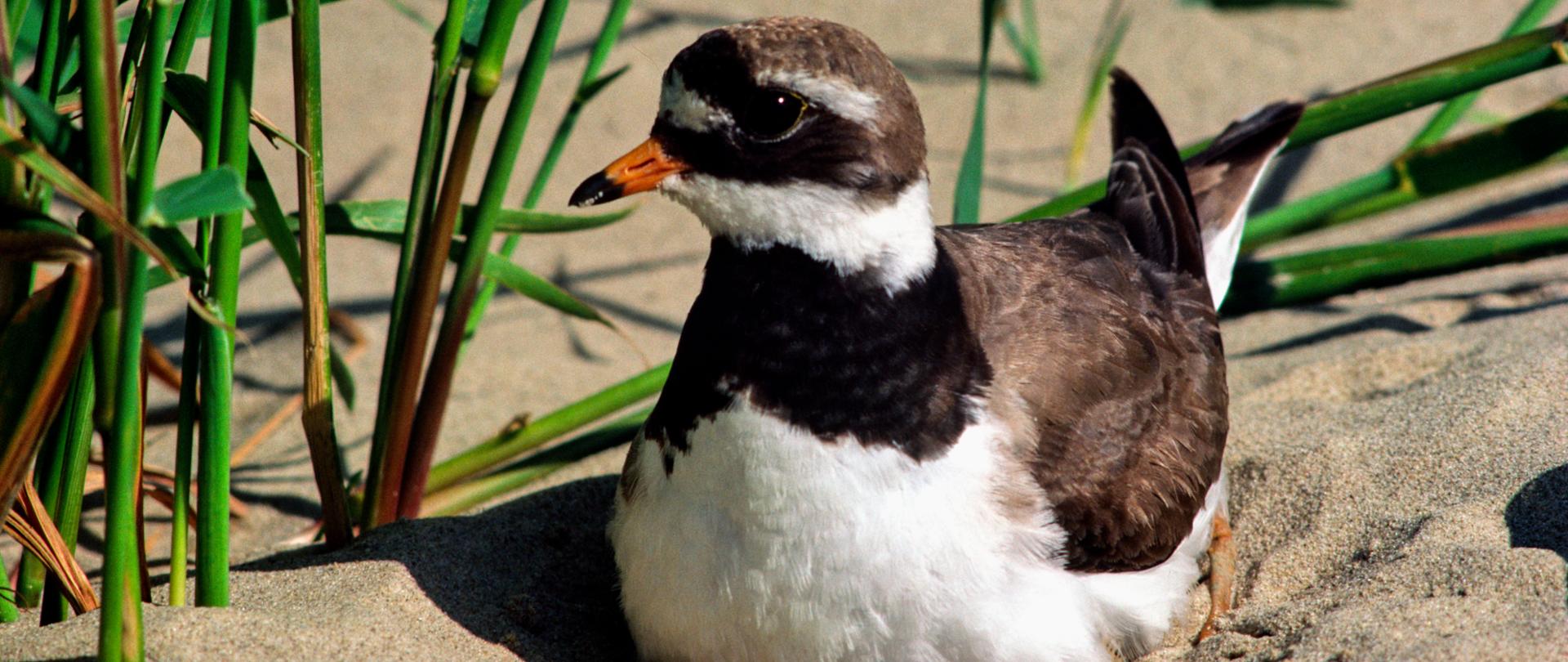 Ptak (sieweczka obrożna) siedząca na piasku na gnieździe.