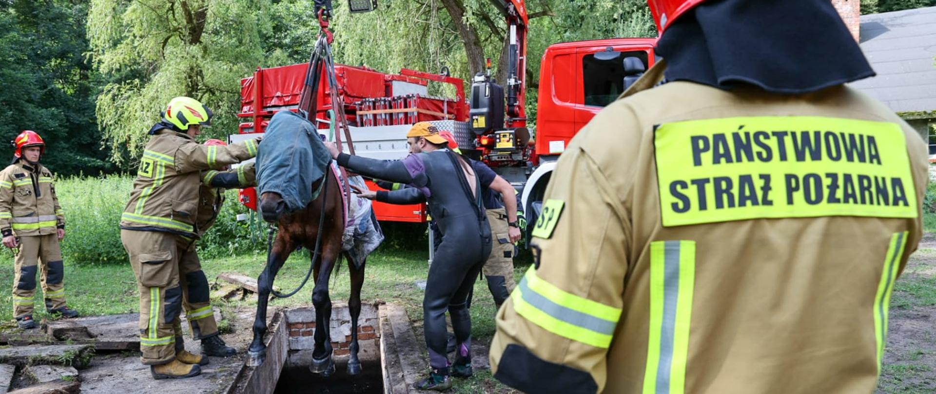 Koń wisi na linach nad kanałem burzowym. Strażacy i mężczyzna przytrzymują zwierzę.