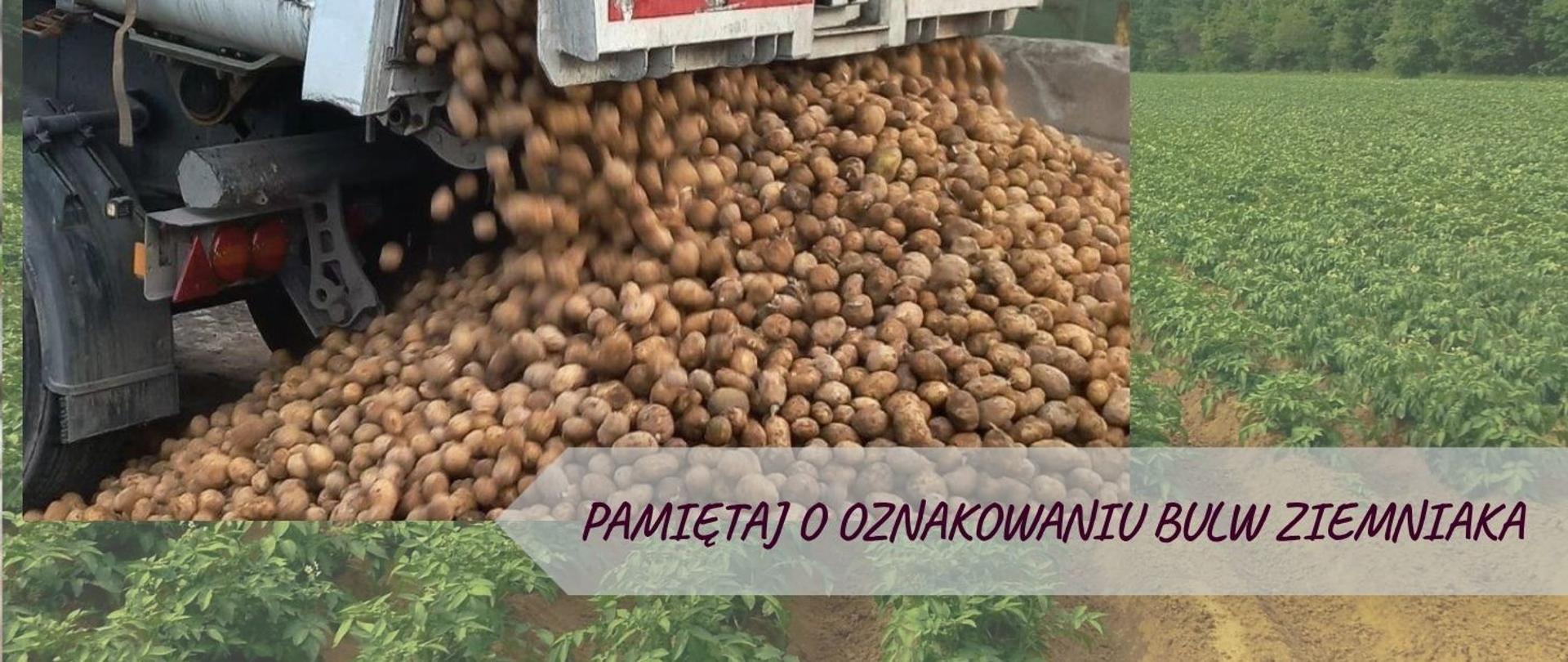 Ikona - oznakowanie bulw
