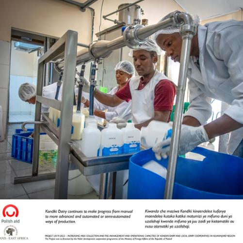 Pracownicy mleczarni stoją przy linii produkcyjnej i napełniają pojemniki mlekiem