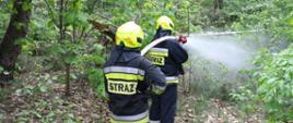Strażacy OSP gaszą pozorowany pożar w gęstwinie lasu.