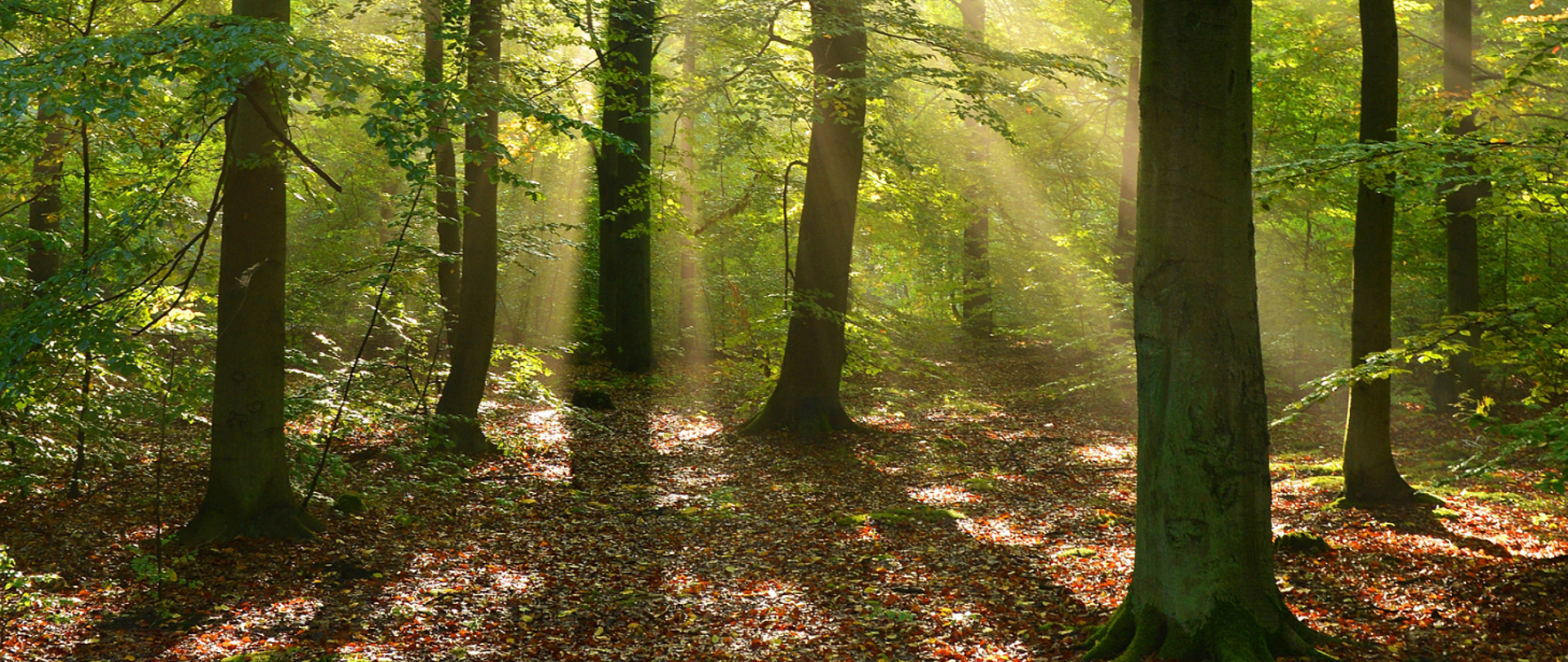 zdjęcie przedstawia las wśród promieni słonecznych 