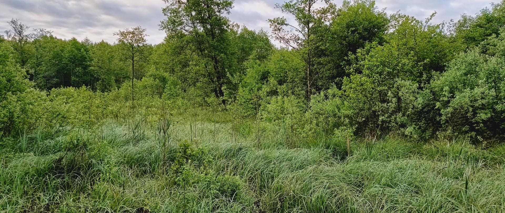 To ujęcie przedstawia podmokłą polanę lub torfowisko otoczone gęstym lasem. Dominują wysokie, gęste trawy, które wydają się wilgotne. Widać pojedyncze, niskie krzewy przebijające się przez zielone kępy. Znajduje się tu ściana lasu liściastego. Drzewa mają soczyście zielone liście, co sugeruje pełnię wiosny lub wczesne lato. Wyróżnia się kilka wyższych drzew o rzadszych koronach, które górują nad niższymi zaroślami. Niebo jest zachmurzone, z miękkim, rozproszonym światłem, co nadaje krajobrazowi spokojny, nieco tajemniczy charakter.