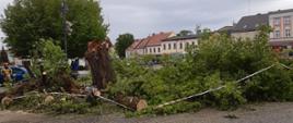 Na zdjęciu widać przewrócone drzewo na płytę wągrowieckiego rynku 