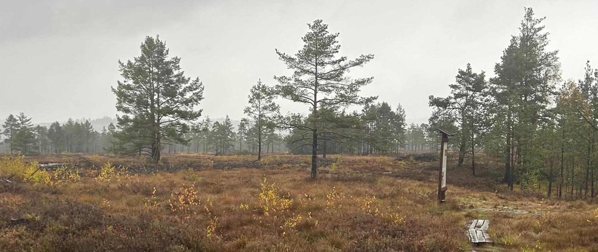 Bagna Nowotarsko-Orawskie - skarb przyrody i klimatu pod szczególną ochroną