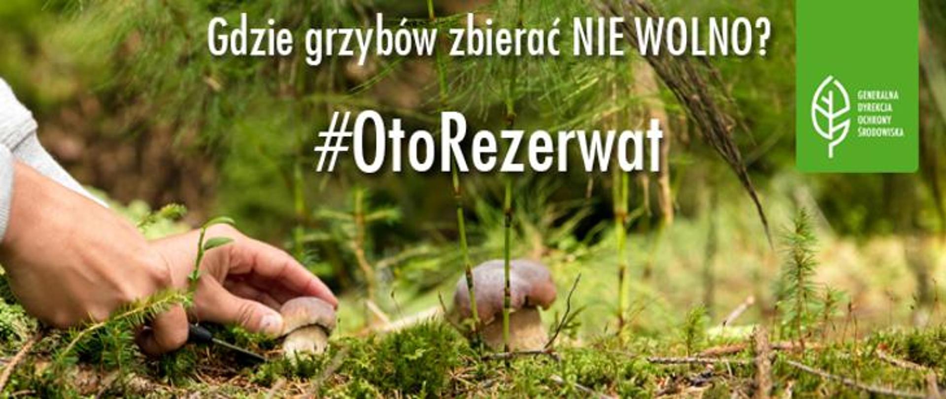 Ręce sięgające po grzyby i napis: Gdzie grzybów zbierać nie wolno? #OtoRezerwat