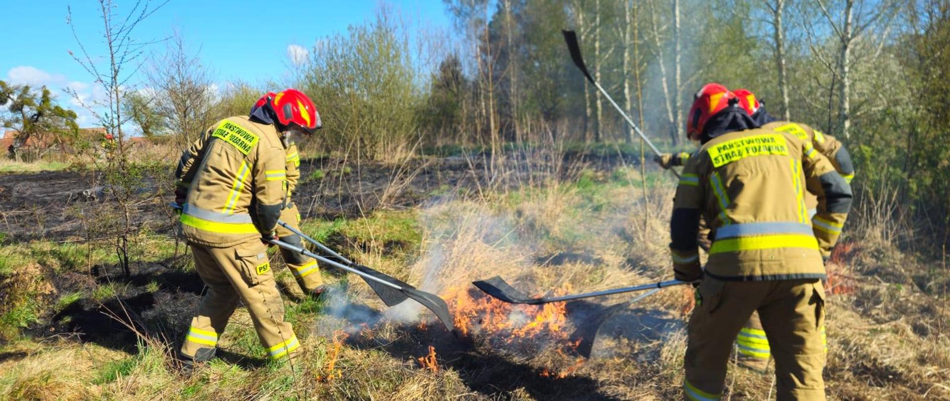 Czterech strażaków gasi tłumicami pożar suchych nieużytków, traw. Słonecznie. W oddali las.